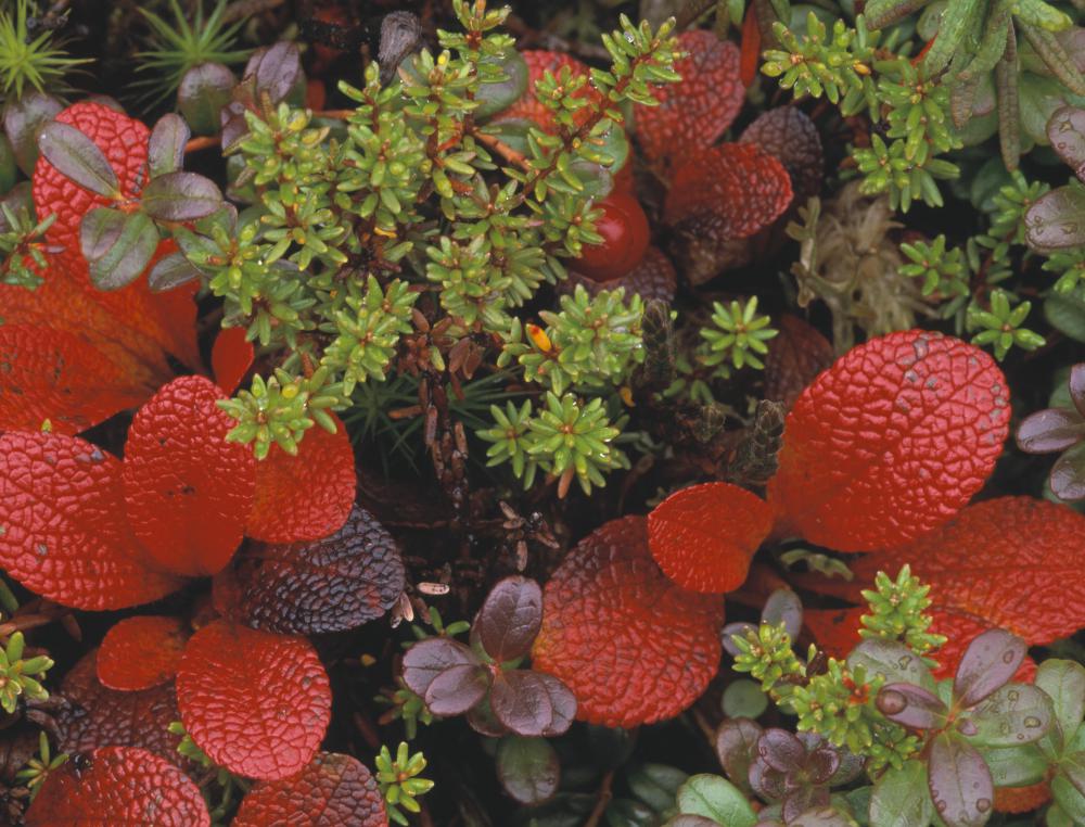 Bearberry extract is a natural alternative for prescribed diuretics.
