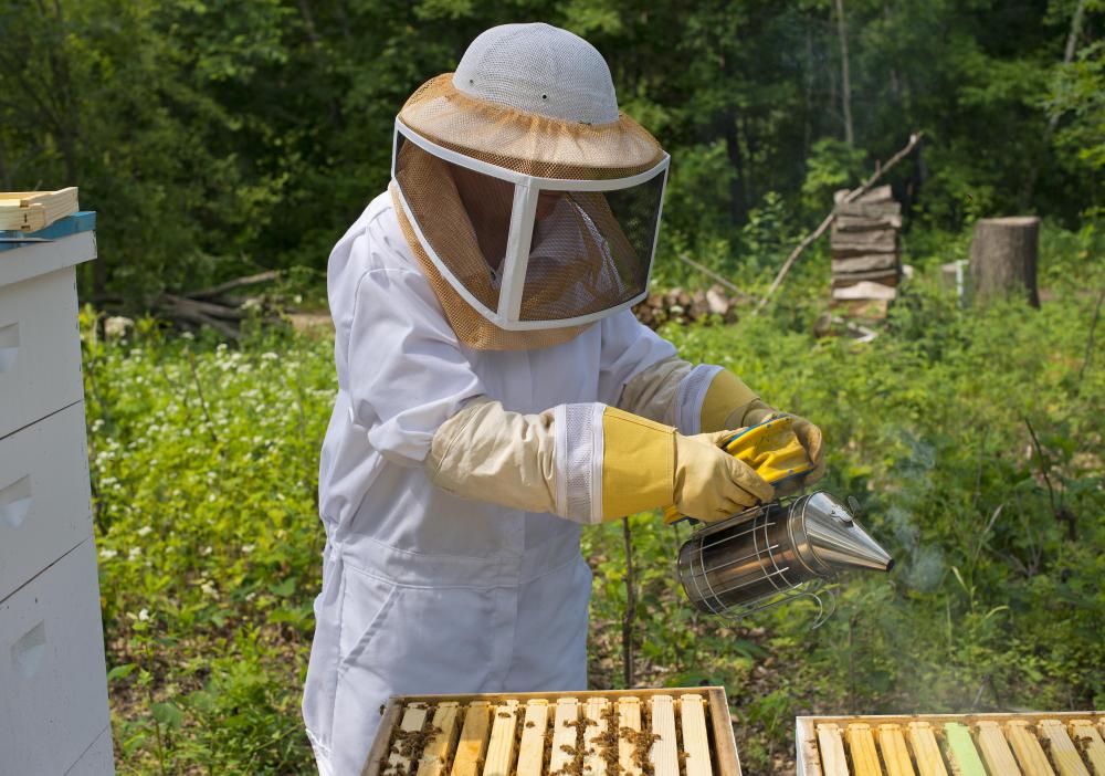 A bee smoker directs smoke into a beehive to prevent bee attacks.