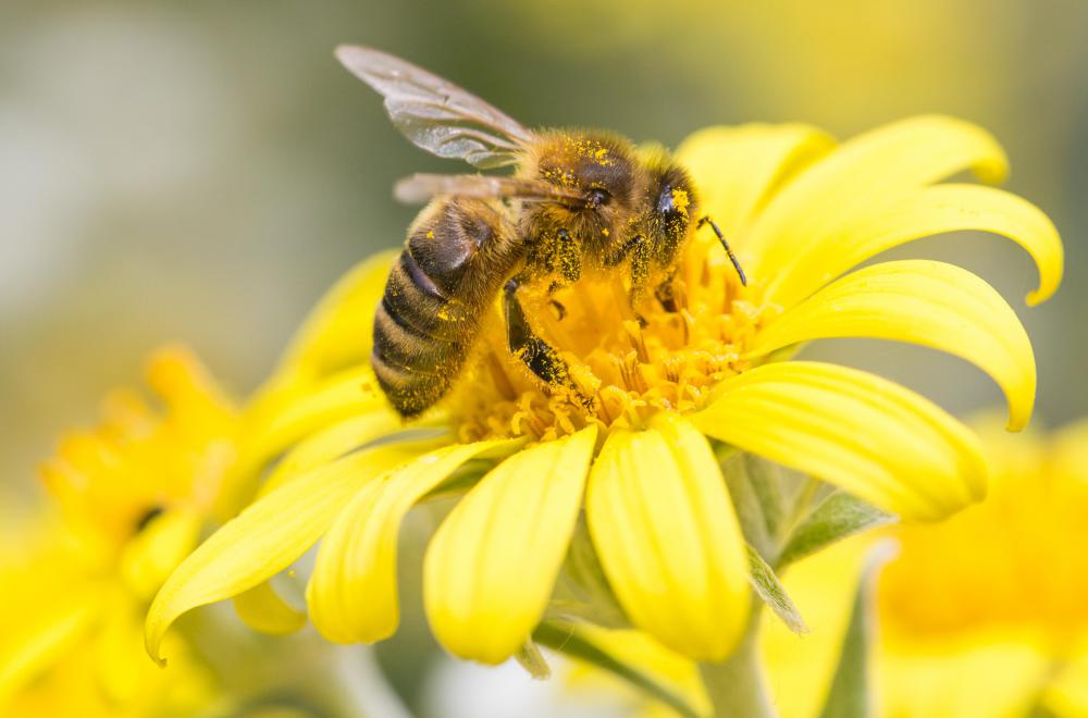 Cross-pollination occurs when pollinators like bees are coated in one flower's pollen and transfer it to another.