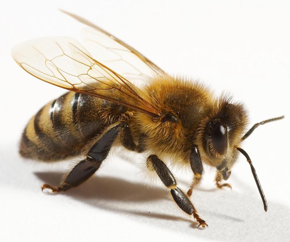 In 1920s slang, something that is excellent might be the "bees knees.".