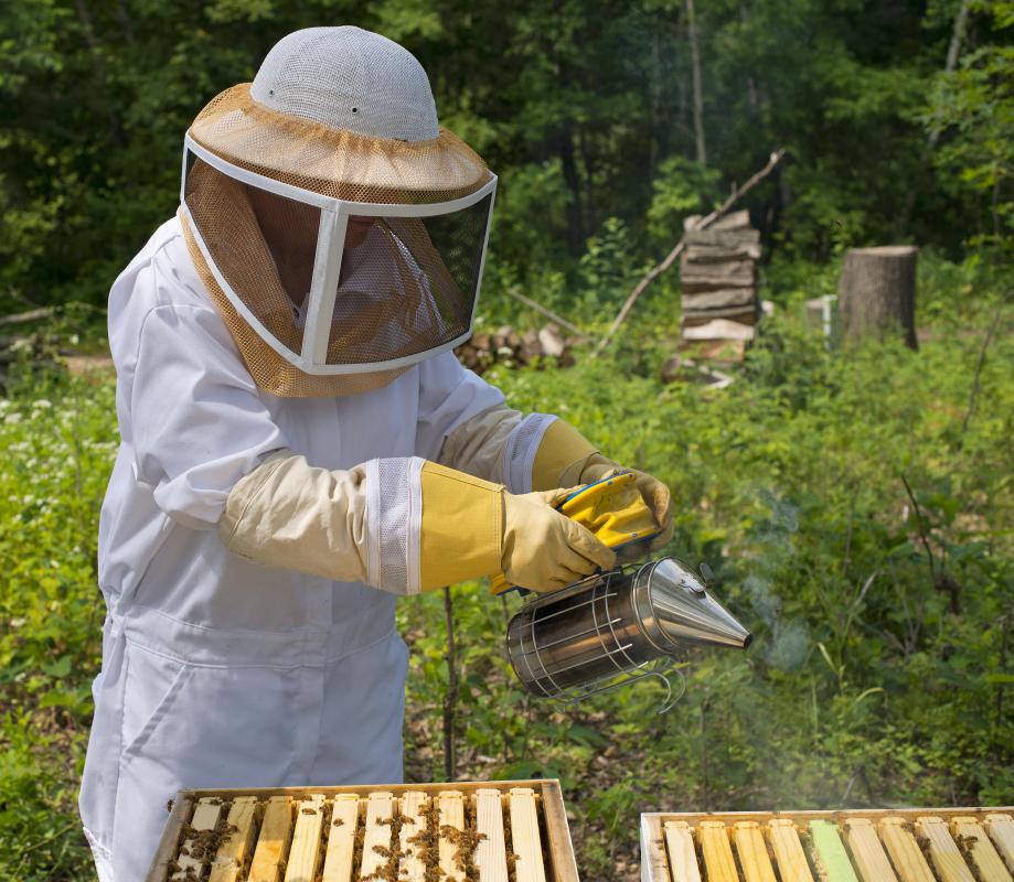 The phrase "bee in your bonnet" may come from the protective headgear worn by beekeepers.
