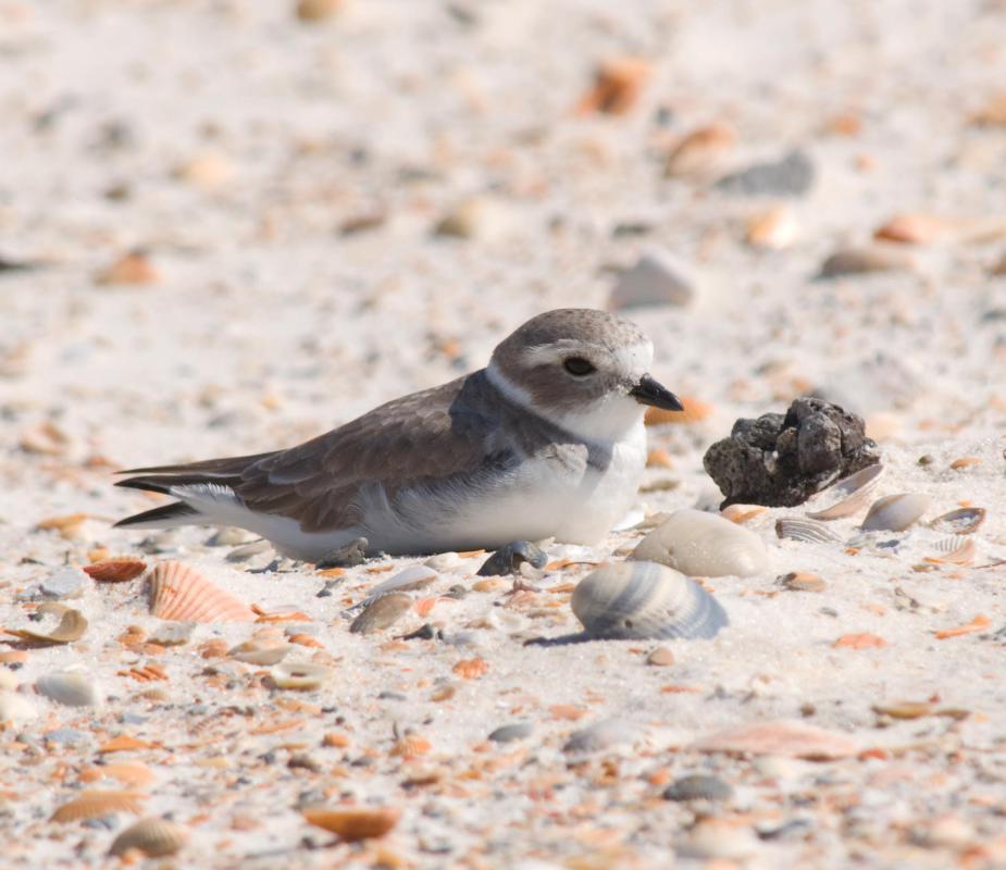 An argument over the relative speed of a plover helped create "The Guinness Book of World Records."