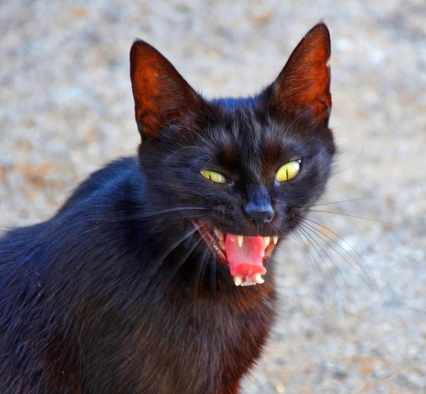 Penetrating bites by rabid animals can spread rabies to humans.