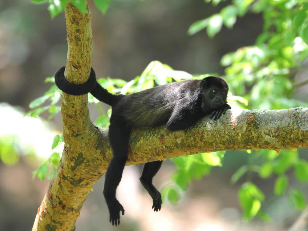 Monkeys have that been put in front of a typewriter have generally completed works of one letter and little else.