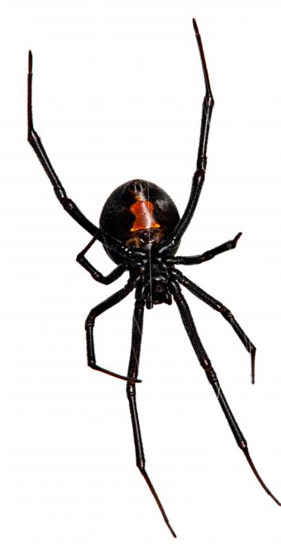 Arachnophobia is a fear of spiders.