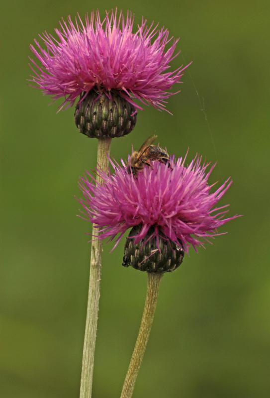 Blessed thistle is said to increase milk supply two to three days after consumption.