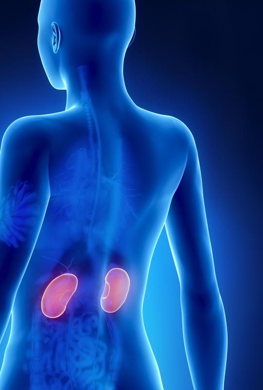 The renal cortex protects and insulates the kidneys.