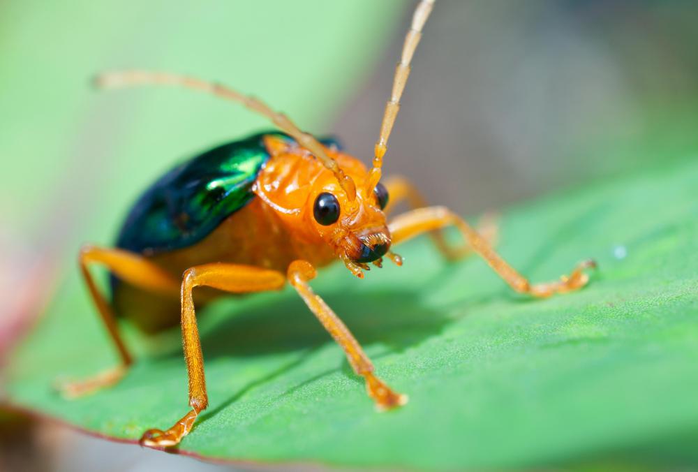The bombardier beetle uses peroxidase to mix a hot secretion that can be squirted on to predators.