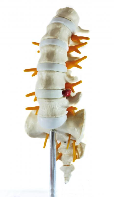 Memory cells begin in bone marrow.