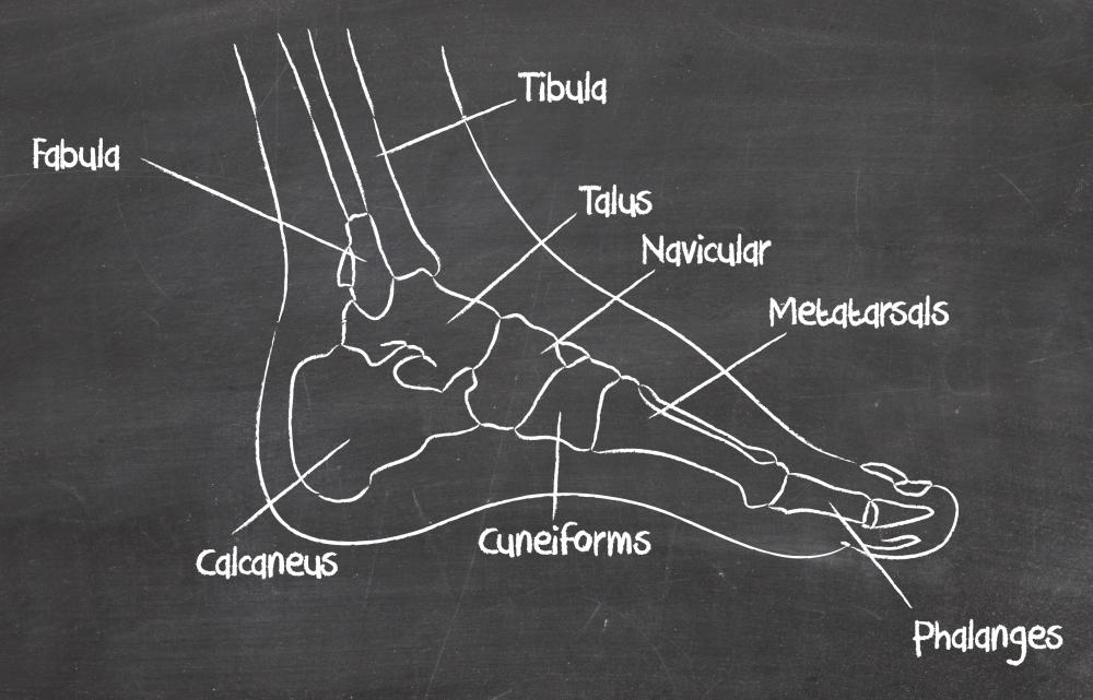 The navicular bone lies close to where the foot and ankle meet.