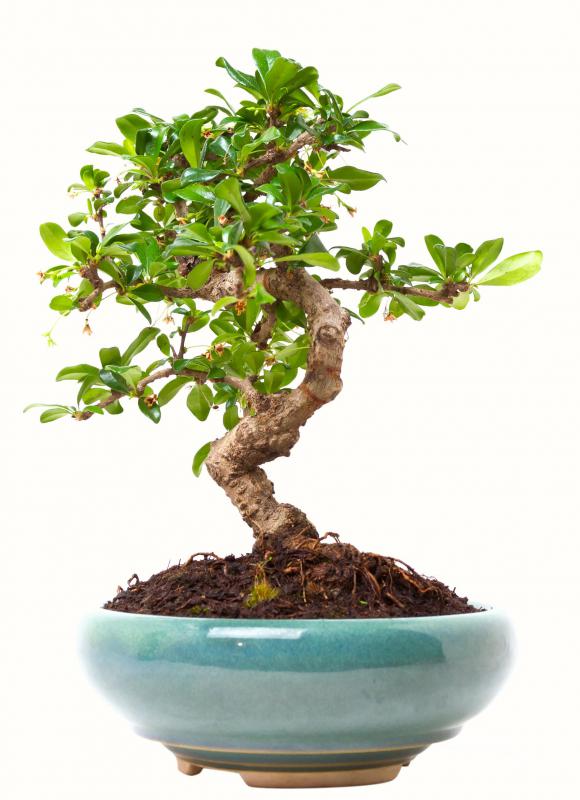 Bonsai enthusiasts often use a sand sieve.