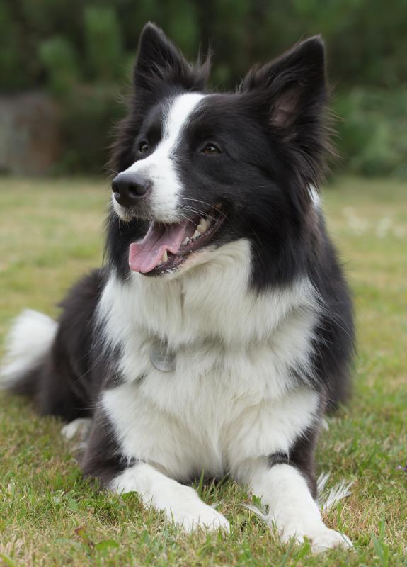 If an animal has a gene that affects the length and color of its fur, the gene is pleiotropic.