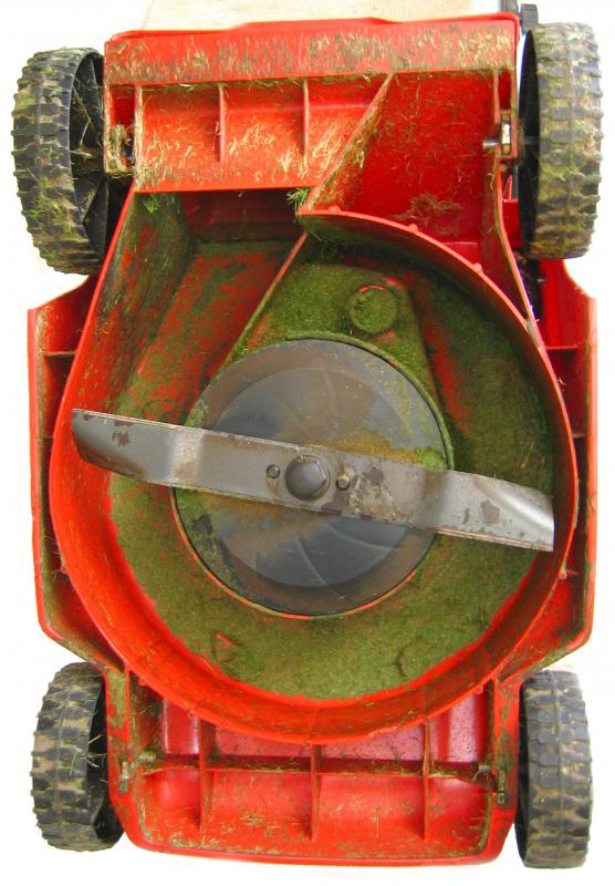 A rotary lawn mower has blades mounted beneath the unit.