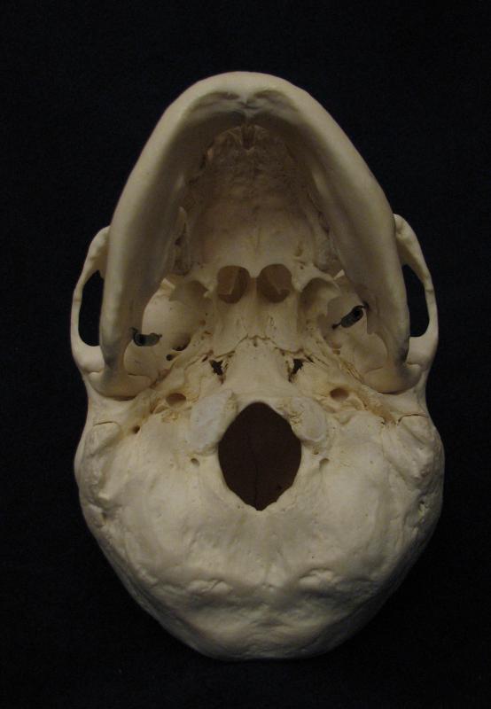 The foramen magnum is the hole in the bottom of the skull through which the spinal cord passes in order to connect to the brain.