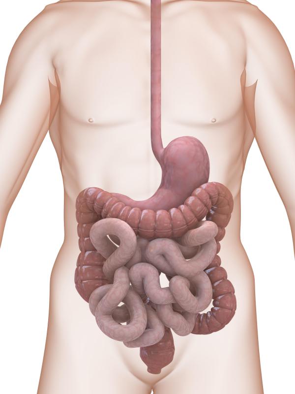 Mucosa is commonly found in the body's digestive tract.