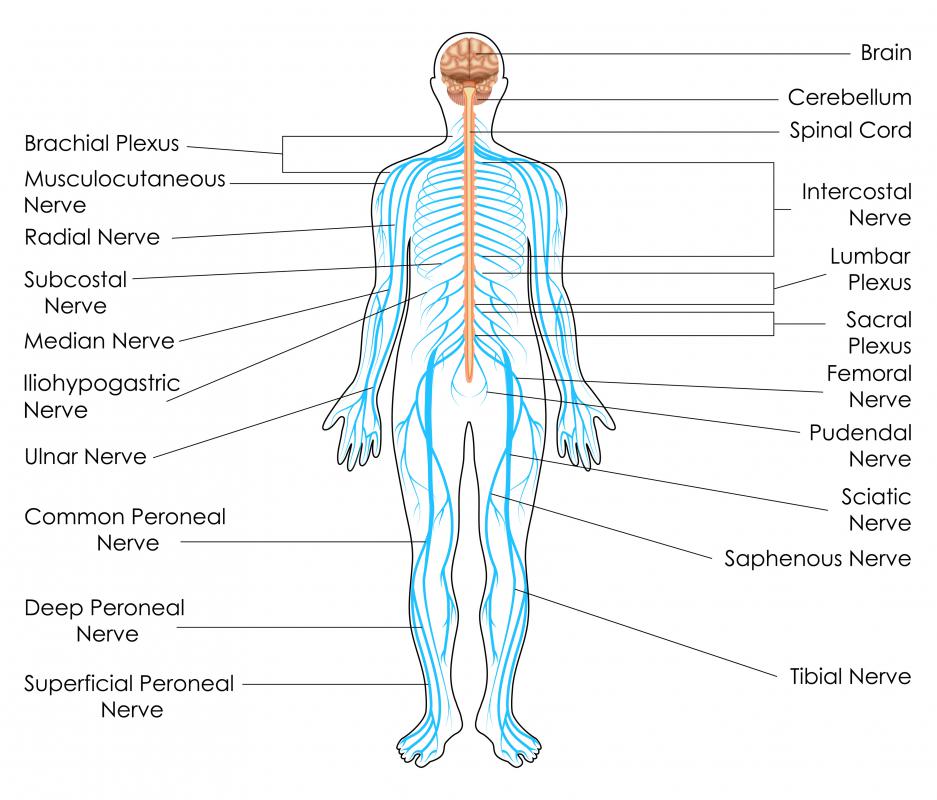 Together, nerves C1-C4 work to complete the functions of the cervical plexus.