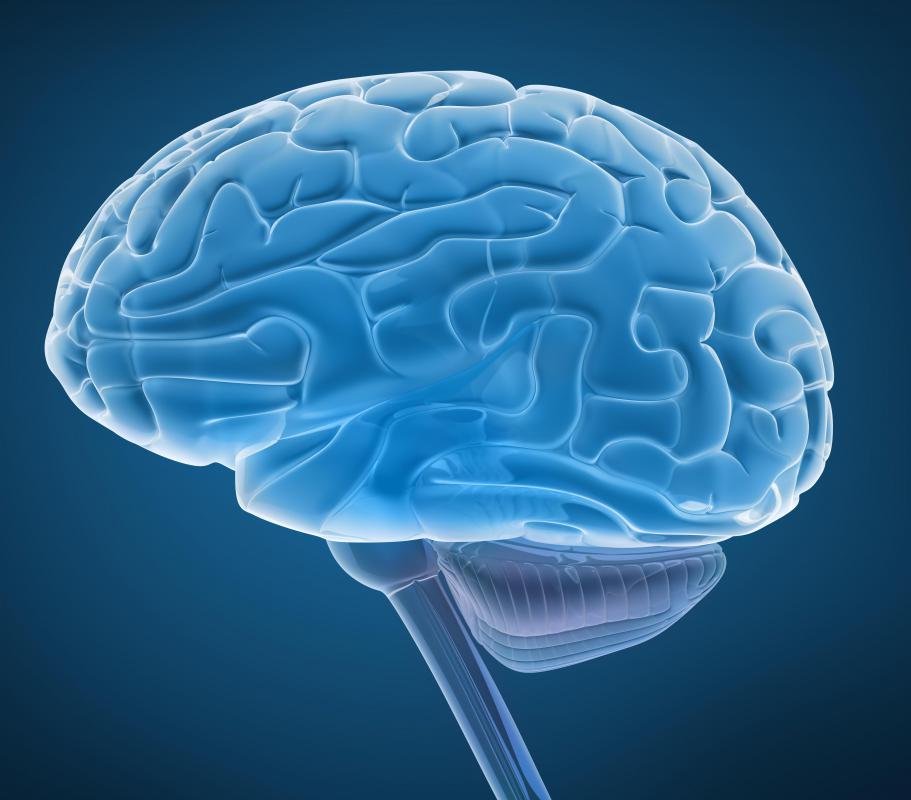 The brainstem forms the base of the brain at the top of the spinal cord.