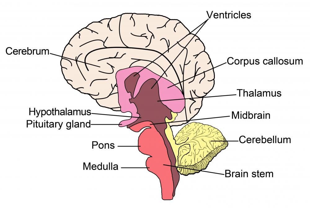 The right cerebellum is located at the back of the head, just behind the cerebrum.