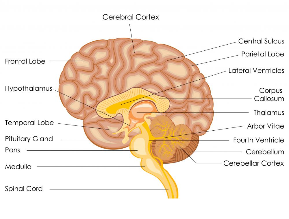 The thalamus in the mid-brain is where all visual information is sorted.