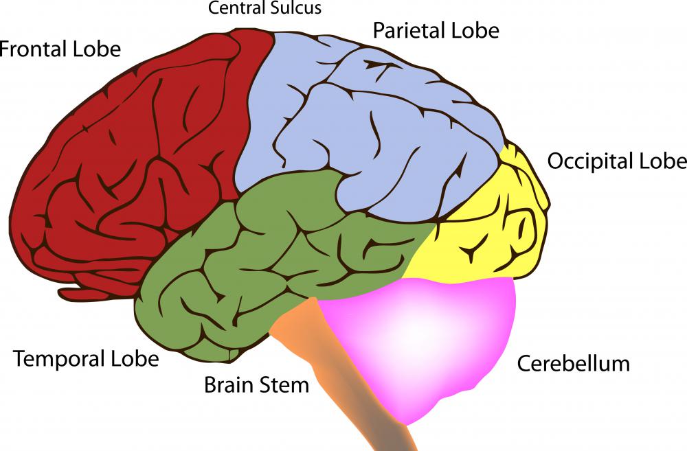 The superior temporal lobe is located on the top of the temporal lobe and spirals around the entire brain.
