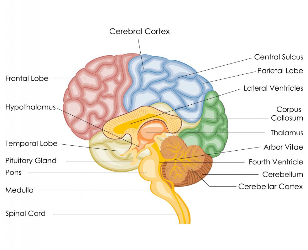 The pons, medulla, and cerebellum form the hindbrain.