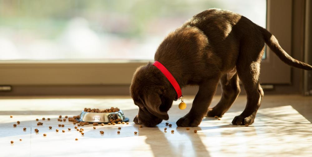 Like humans, dogs and many other animals ingest food by eating it.