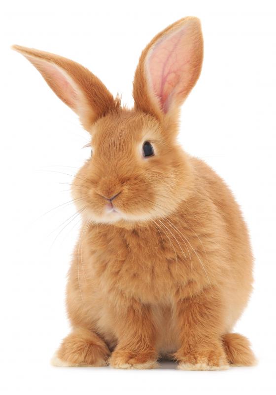 Rabbits are associated with spring and fertility.