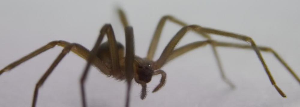 Would cellulitis may occur if an individual is bitten by a brown recluse spider.