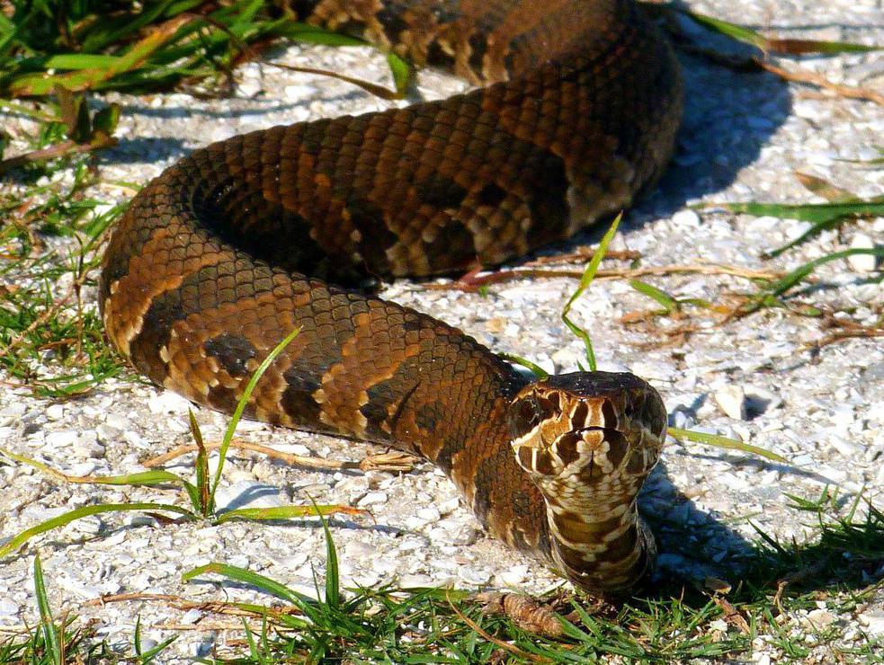 The term "black snake" can refer to the Agkistrodon piscivorus, a venomous snake commonly known as a cottonmouth or moccasin.