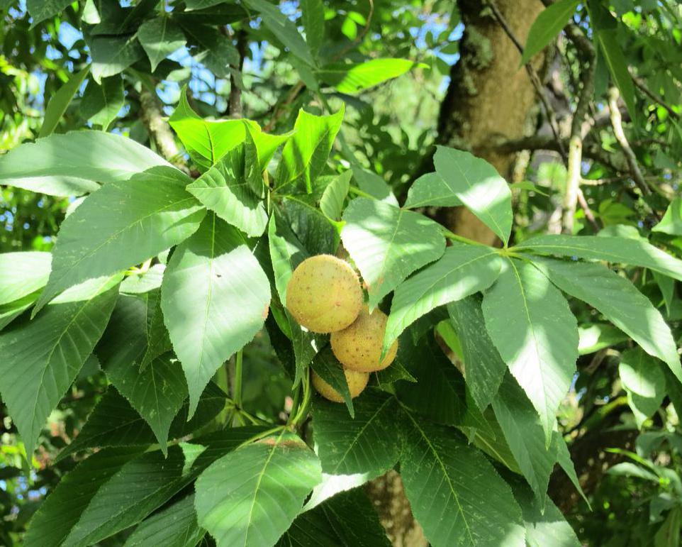 The nuts that grow on Ohio's state tree are known as buckeyes.
