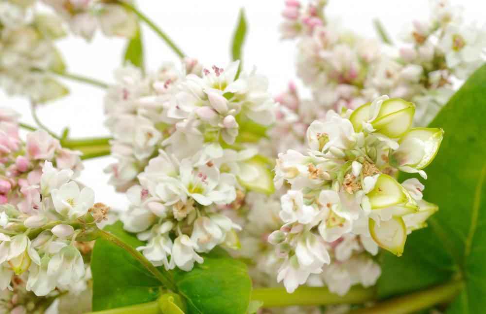 Honey made from the buckwheat flower has many health benefits.