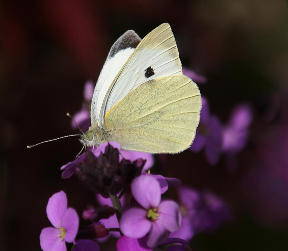 Lilac flowers bloom in the spring, are sweet smelling and may attract butterflies.