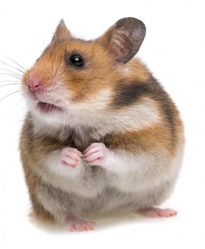 Hamsters can have pet dander.