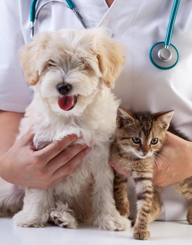 When traveling in the cargo hold, pets can be subjected to dangerous temperature extremes.