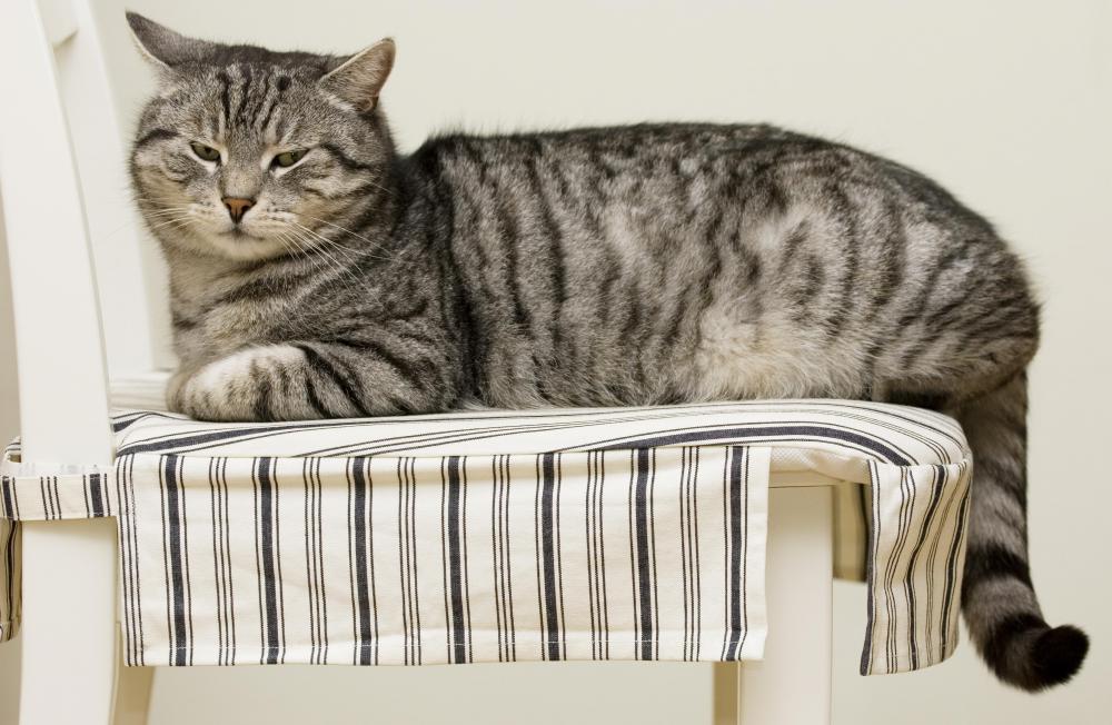 Antifreeze poisoning is commonly seen in cats.