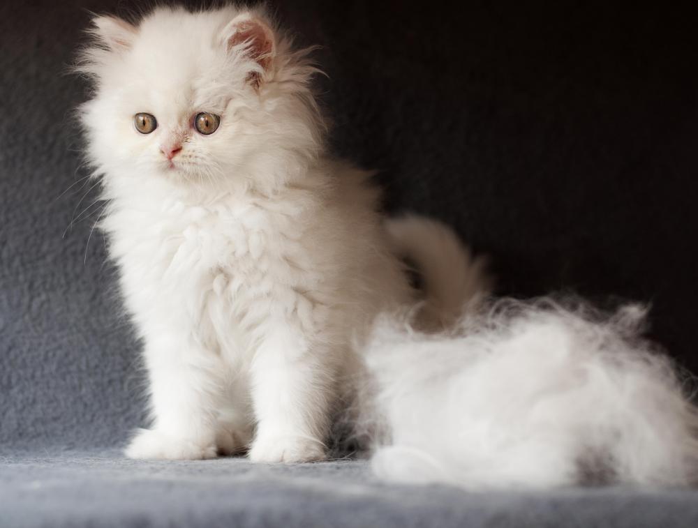 Exposure to pet dander can cause skin reactions in some people.