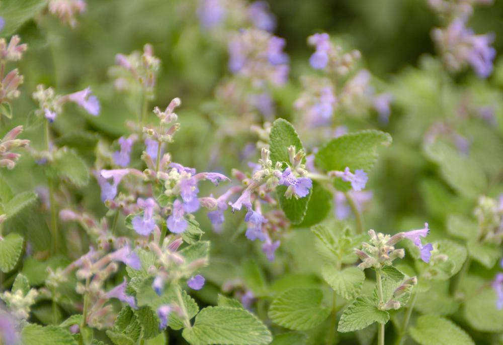 The catnip herb might have a sedative effect on humans.
