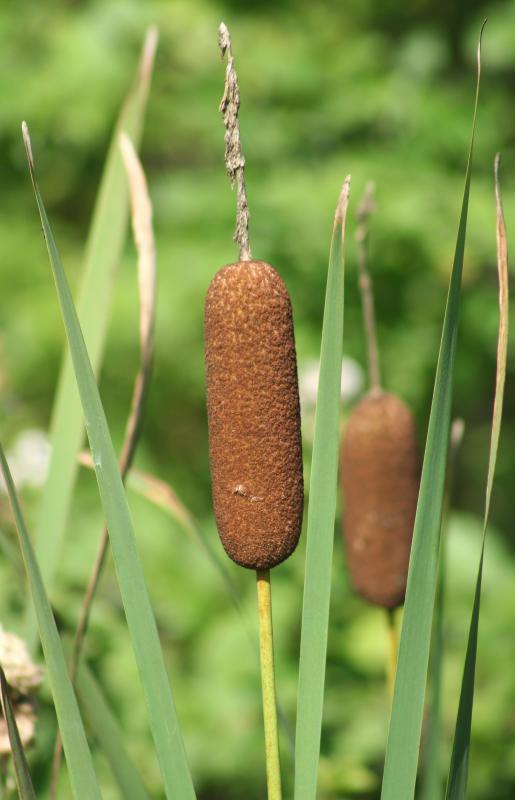 A rush seat can be made out of cattails.