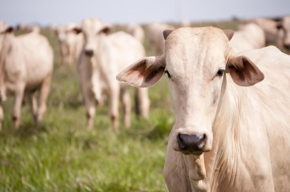 Livestock is considered a commodity.