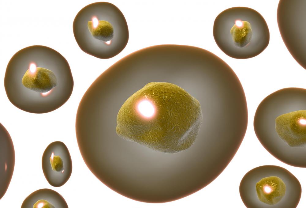 The nucelus, which is located at the center of the cell, splits during the cell division process.