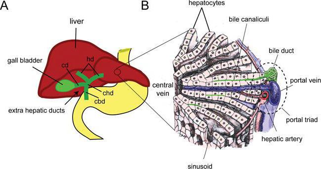 The liver is made of plate-like clusters of cells called hepatocytes.