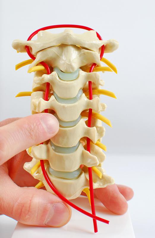 The occipital nerves originate between the second and third vertebrae of the spine.