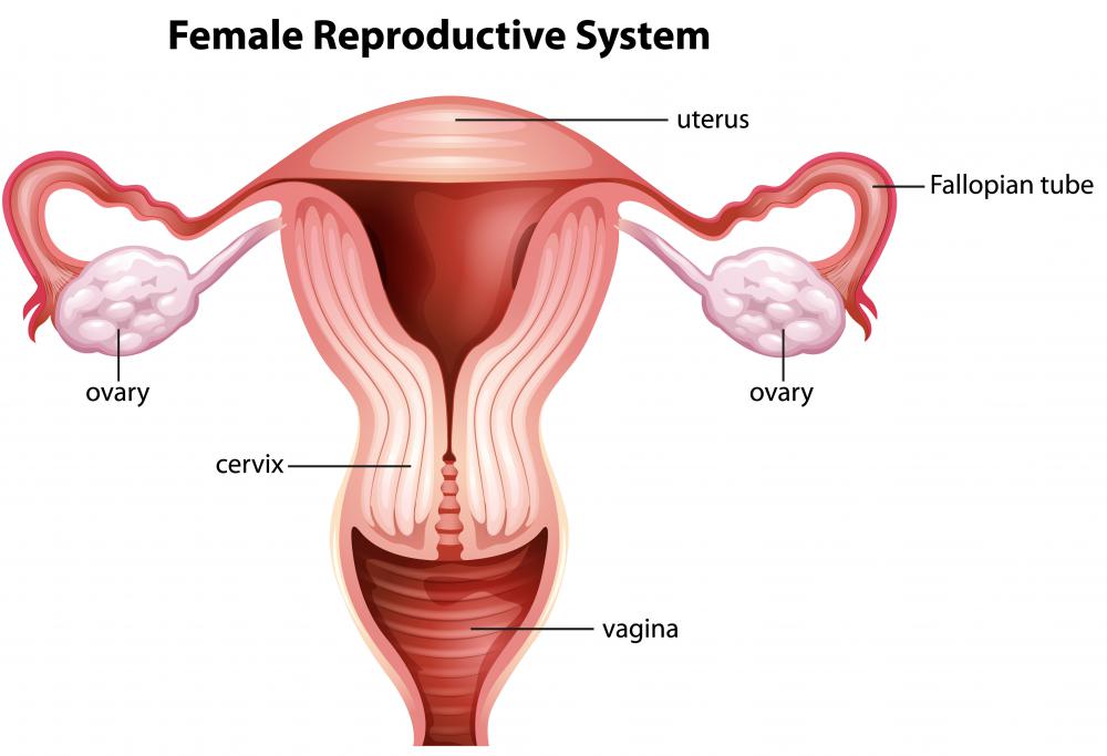 A spoonlike instrument is inserted into the cervix during an endocervical curettage test.