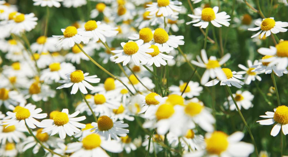 Azulene is distilled from the German chamomile flower.