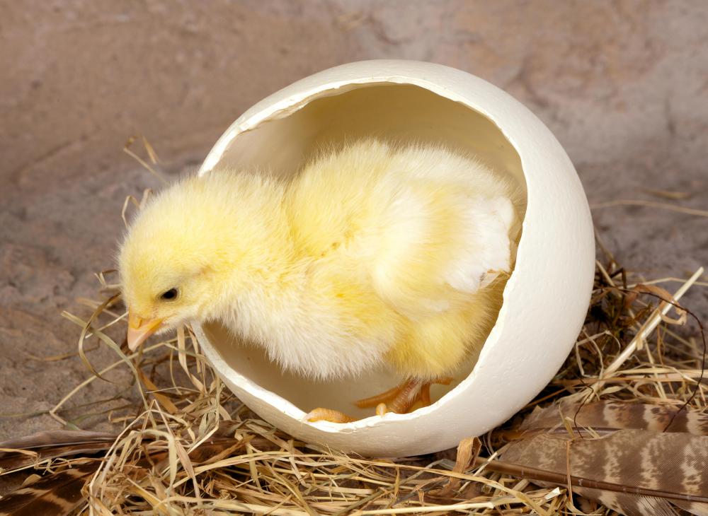Baby chicks may be featured at a petting zoo.