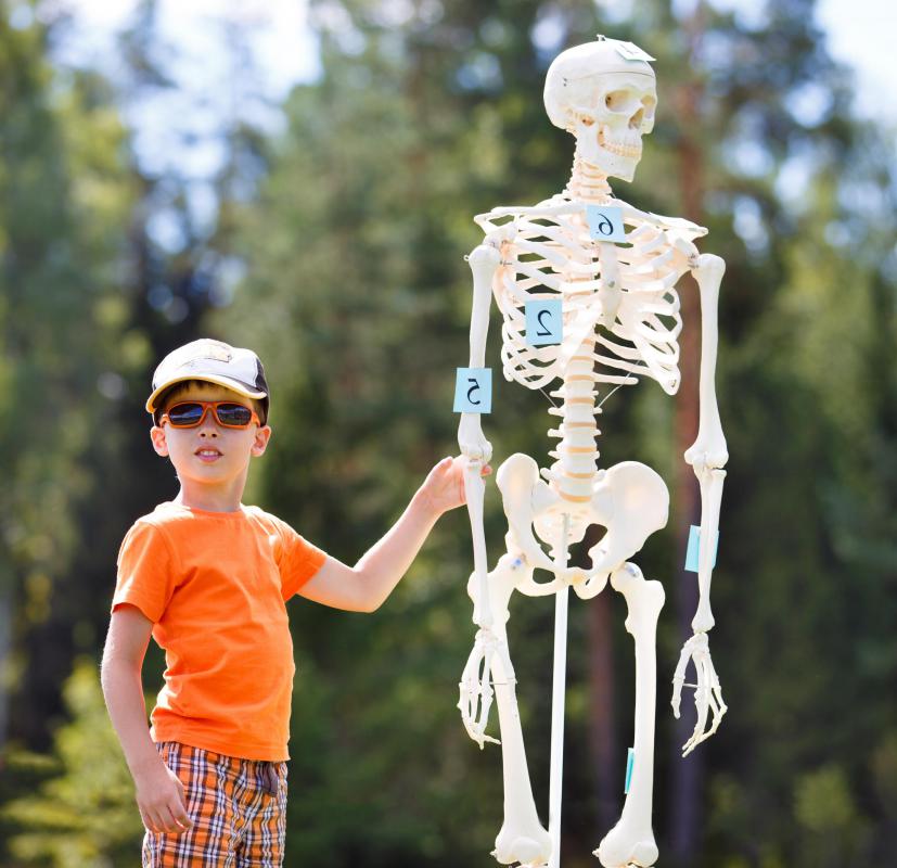 Young children have mostly spongy bone that transforms into compact bone as they mature.
