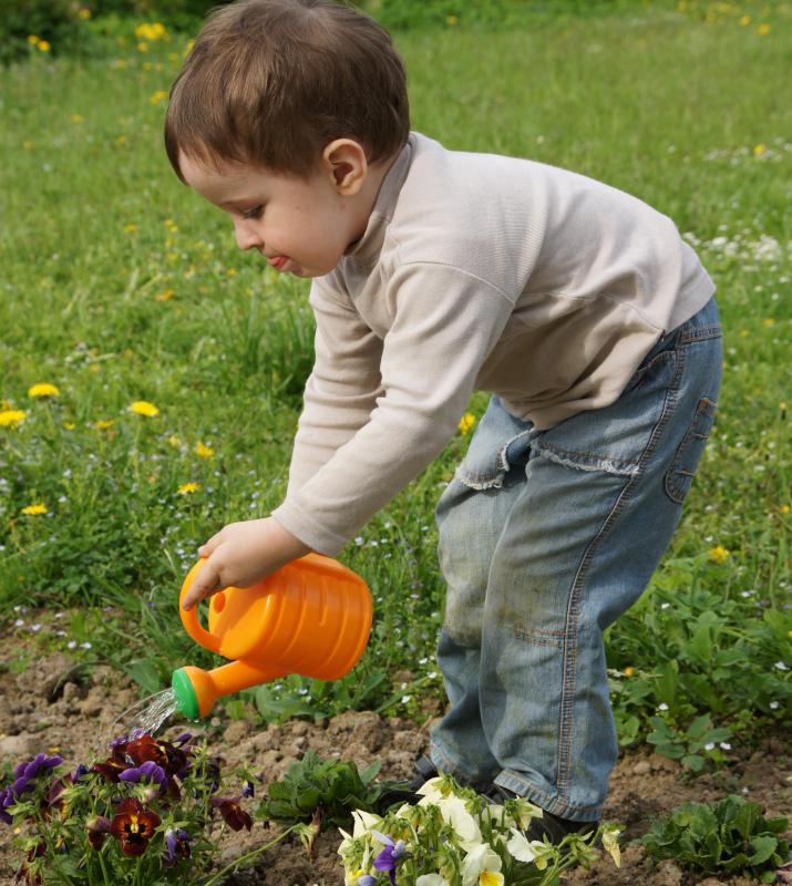 Watering cans are often used to apply small amounts of water to precise areas in a garden.