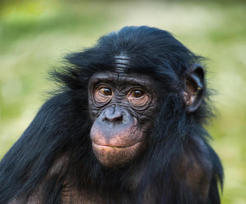 Chimp testing has shown that neural tissue repair can be done with stem cells.