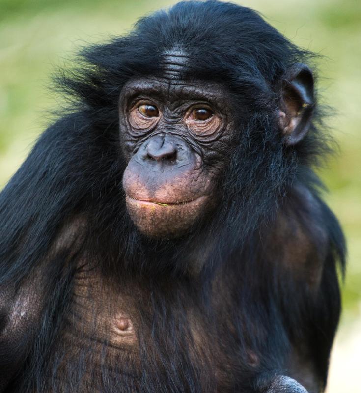 Chimps are very intelligent primates.