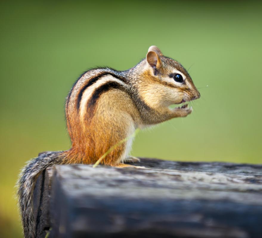 Wild animals such as raccoons and some forest rodents are considered talismans in American Indian culture.